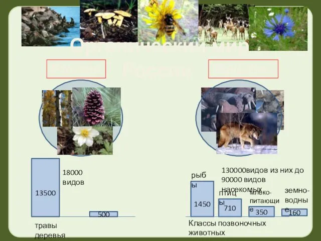 Органический мир России Растения Животные 18000 видов 130000видов из них до