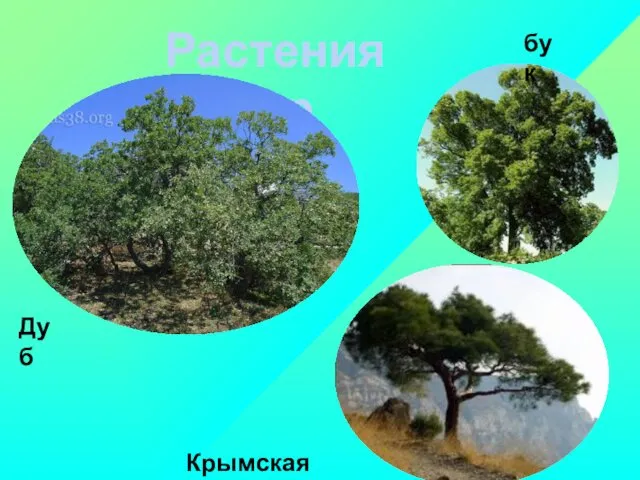 Растения гор Крымская сосна бук Дуб