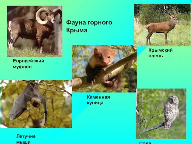 Летучие мыши Каменная куница Сова-неясыть Фауна горного Крыма Крымский олень Европейский муфлон