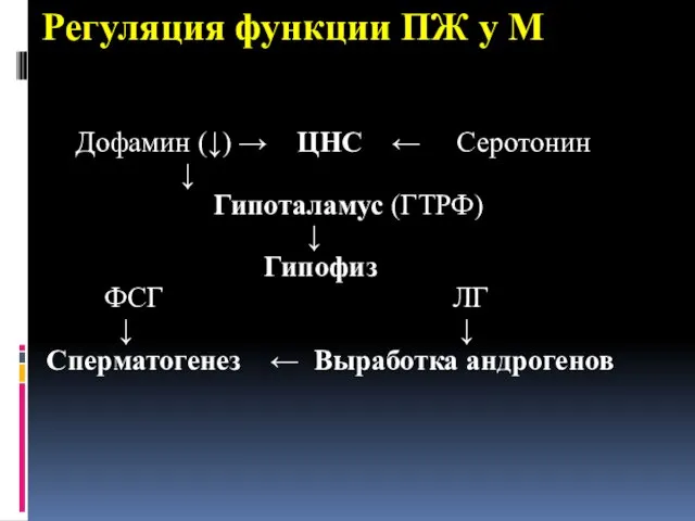 Регуляция функции ПЖ у М Дофамин (↓) → ЦНС ← Серотонин