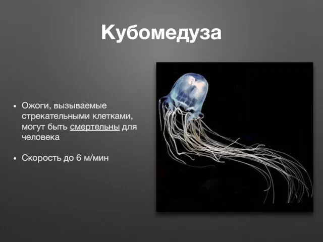 Кубомедуза Ожоги, вызываемые стрекательными клетками, могут быть смертельны для человека Скорость до 6 м/мин