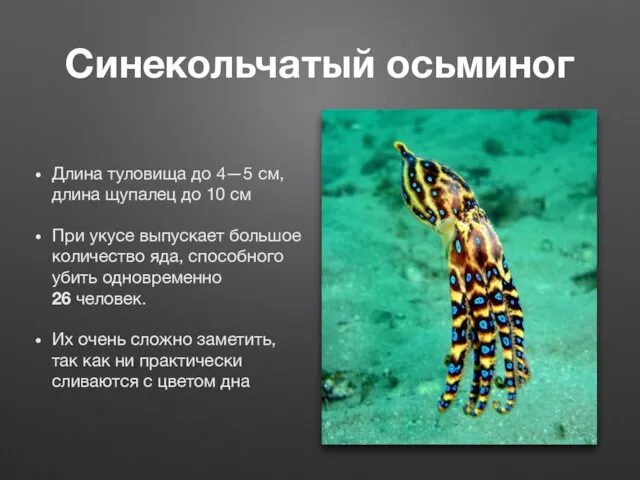 Синекольчатый осьминог Длина туловища до 4—5 см, длина щупалец до 10