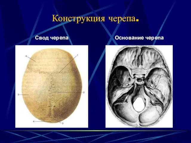 Конструкция черепа. Свод черепа Основание черепа