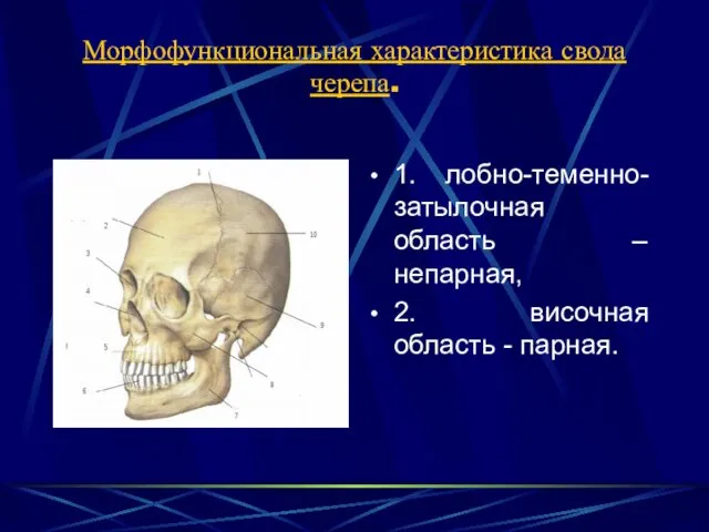 Морфофункциональная характеристика свода черепа. 1. лобно-теменно-затылочная область – непарная, 2. височная область - парная.