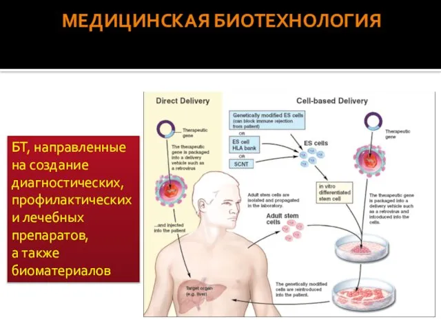 МЕДИЦИНСКАЯ БИОТЕХНОЛОГИЯ БТ, направленные на создание диагностических, профилактическихи лечебных препаратов, а также биоматериалов