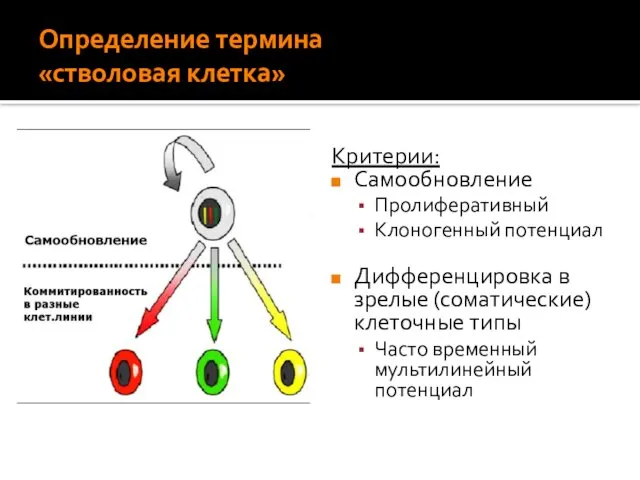 Определение термина «стволовая клетка» Критерии: Самообновление Пролиферативный Клоногенный потенциал Дифференцировка в