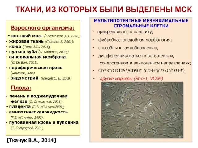 ТКАНИ, ИЗ КОТОРЫХ БЫЛИ ВЫДЕЛЕНЫ МСК Взрослого организма: - костный мозг