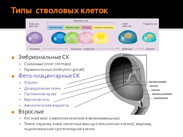 Типы стволовых клеток Эмбриональные СК Стволовые (inner cell mass) Герминогенные (embryonic