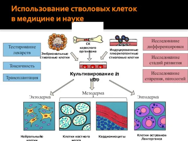 Использование стволовых клеток в медицине и науке Эктодерма Мезодерма Энтодерма Эмбриональные