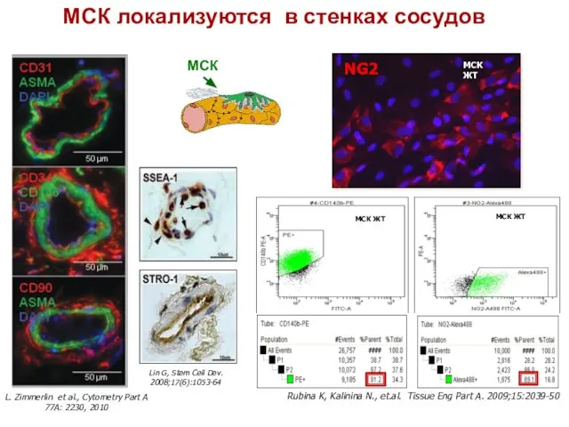 Lin G, Stem Cell Dev. 2008;17(6):1053-64 МСК локализуются в стенках сосудов