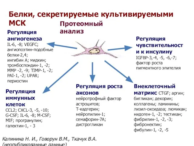 Регуляция ангиогенеза IL-6, -8; VEGFC; ангиопоэтин-подобные белки-2,4; ингибин А; мидкин; тромбоспондин-1,