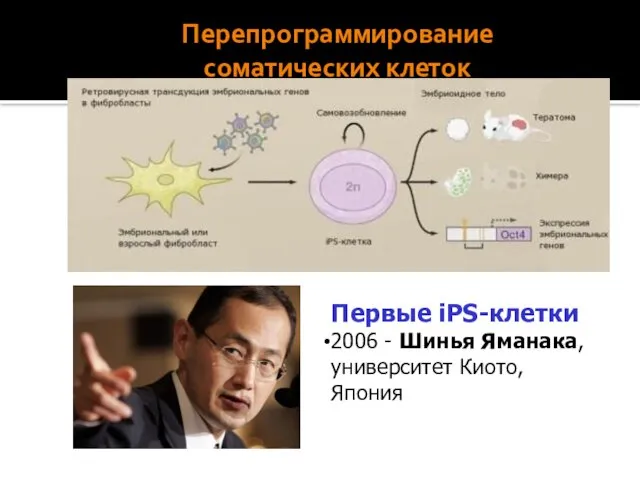 Перепрограммирование соматических клеток Первые iPS-клетки 2006 - Шинья Яманака, университет Киото, Япония