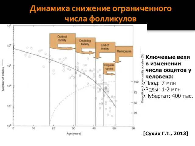 Динамика снижение ограниченного числа фолликулов Ключевые вехи в изменении числа ооцитов