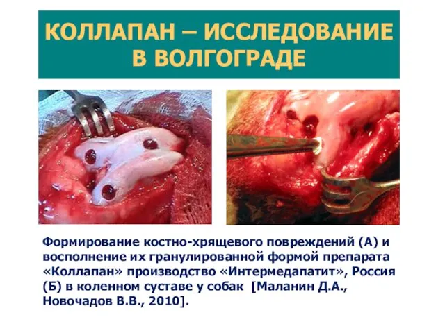 Формирование костно-хрящевого повреждений (А) и восполнение их гранулированной формой препарата «Коллапан»