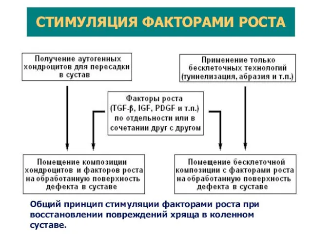 Общий принцип стимуляции факторами роста при восстановлении повреждений хряща в коленном суставе. СТИМУЛЯЦИЯ ФАКТОРАМИ РОСТА