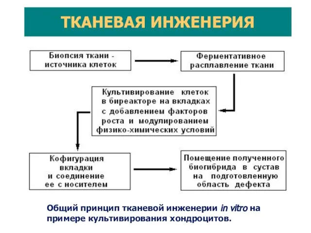 Общий принцип тканевой инженерии in vitro на примере культивирования хондроцитов. ТКАНЕВАЯ ИНЖЕНЕРИЯ