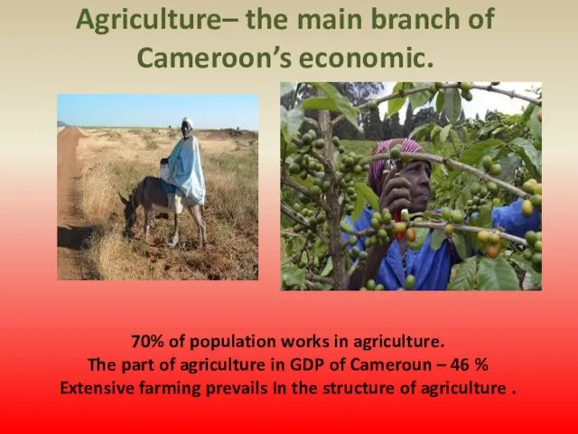 Agriculture– the main branch of Cameroon’s economic. 70% of population works