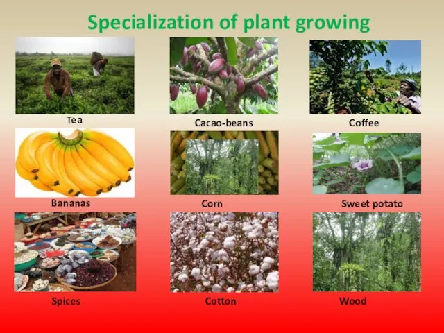 Specialization of plant growing Tea Bananas Cacao-beans Corn Coffee Sweet potato Spices Cotton Wood