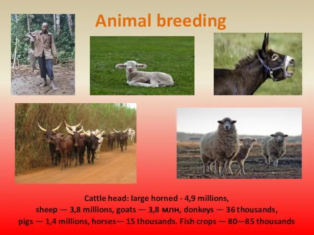 Animal breeding Cattle head: large horned - 4,9 millions, sheep —