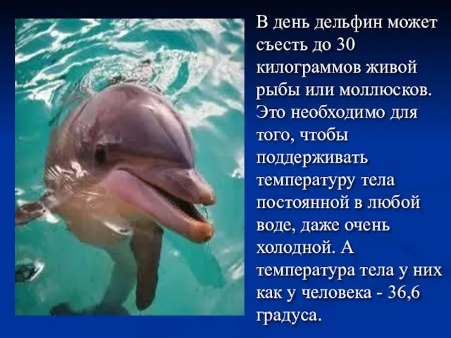 В день дельфин может съесть до 30 килограммов живой рыбы или