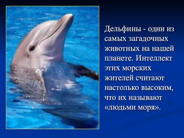 Дельфины - одни из самых загадочных животных на нашей планете. Интеллект