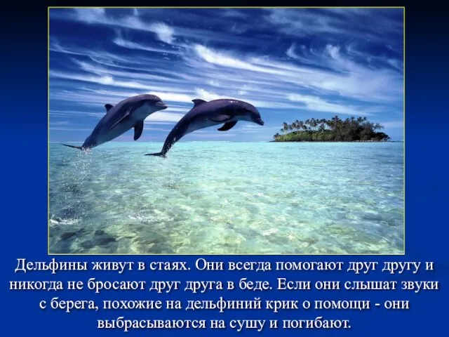 Дельфины живут в стаях. Они всегда помогают друг другу и никогда
