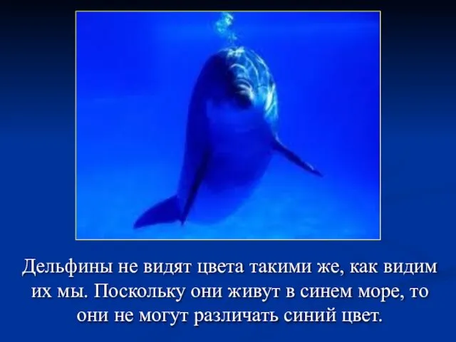 Дельфины не видят цвета такими же, как видим их мы. Поскольку