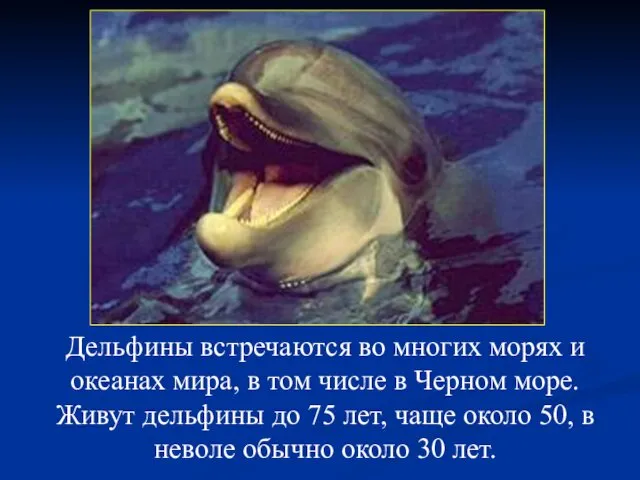Дельфины встречаются во многих морях и океанах мира, в том числе