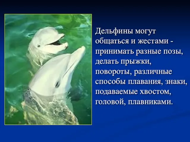 Дельфины могут общаться и жестами - принимать разные позы, делать прыжки,