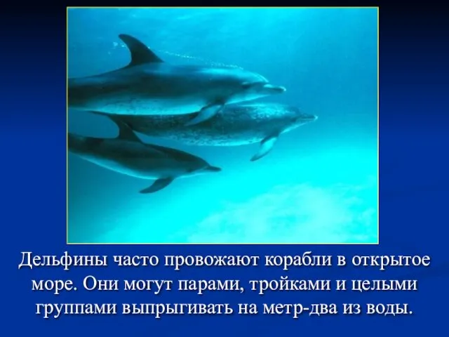 Дельфины часто провожают корабли в открытое море. Они могут парами, тройками