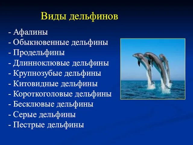 Виды дельфинов - Афалины - Обыкновенные дельфины - Продельфины - Длинноклювые