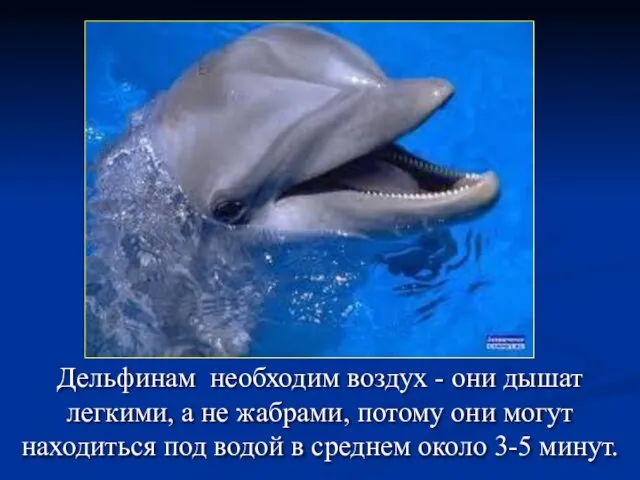 Дельфинам необходим воздух - они дышат легкими, а не жабрами, потому