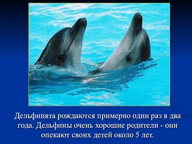 Дельфинята рождаются примерно один раз в два года. Дельфины очень хорошие