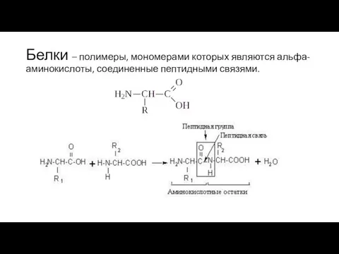 Белки – полимеры, мономерами которых являются альфа-аминокислоты, соединенные пептидными связями.