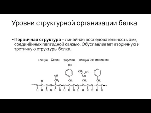 Уровни структурной организации белка Первичная структура – линейная последовательность амк, соединённых