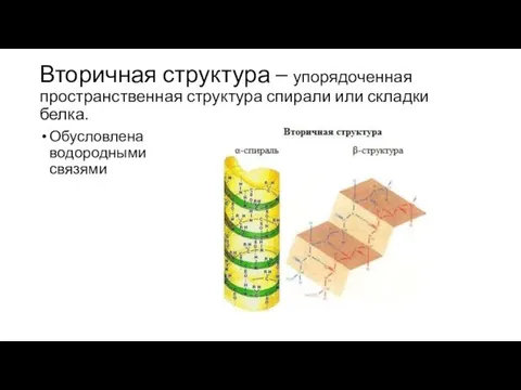 Вторичная структура – упорядоченная пространственная структура спирали или складки белка. Обусловлена водородными связями