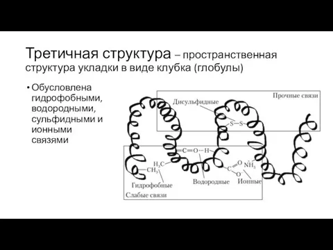 Третичная структура – пространственная структура укладки в виде клубка (глобулы) Обусловлена