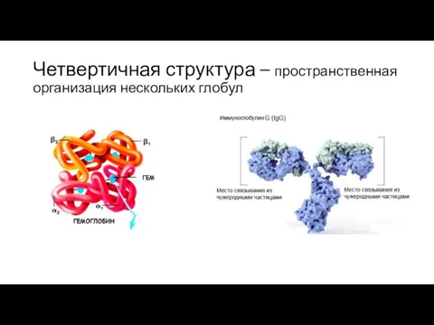 Четвертичная структура – пространственная организация нескольких глобул