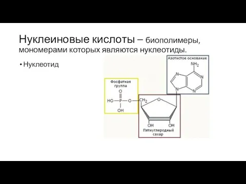 Нуклеиновые кислоты – биополимеры, мономерами которых являются нуклеотиды. Нуклеотид