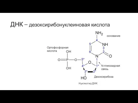 ДНК – дезоксирибонуклеиновая кислота Нуклеотид ДНК