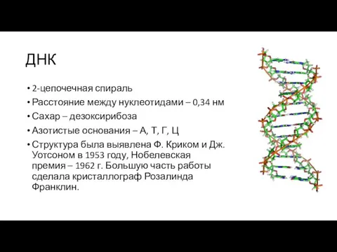 ДНК 2-цепочечная спираль Расстояние между нуклеотидами – 0,34 нм Сахар –