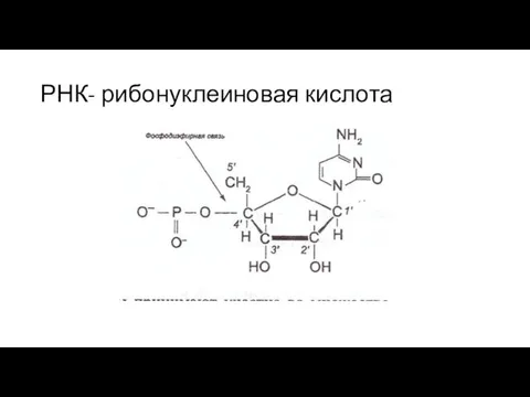 РНК- рибонуклеиновая кислота