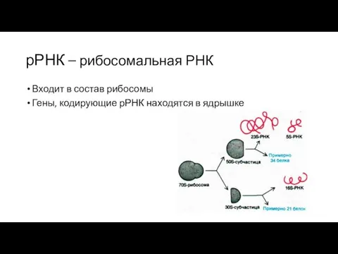 рРНК – рибосомальная РНК Входит в состав рибосомы Гены, кодирующие рРНК находятся в ядрышке