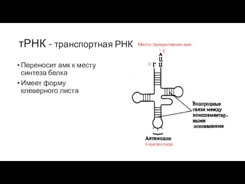 тРНК - транспортная РНК Переносит амк к месту синтеза белка Имеет