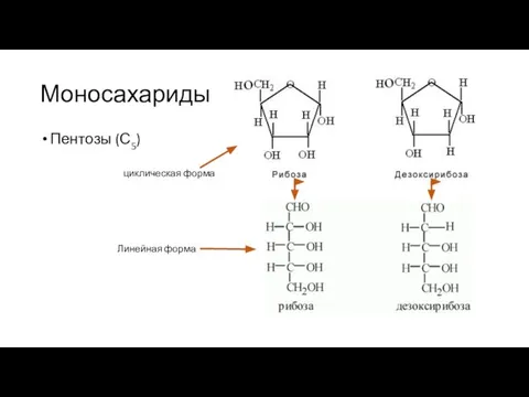 Моносахариды Пентозы (С5) Линейная форма циклическая форма