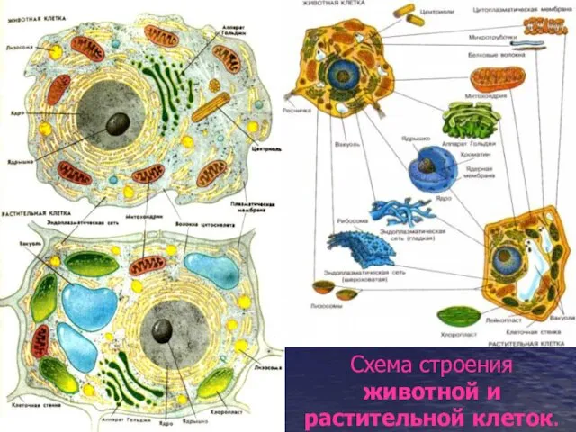 Схема строения животной и растительной клеток.