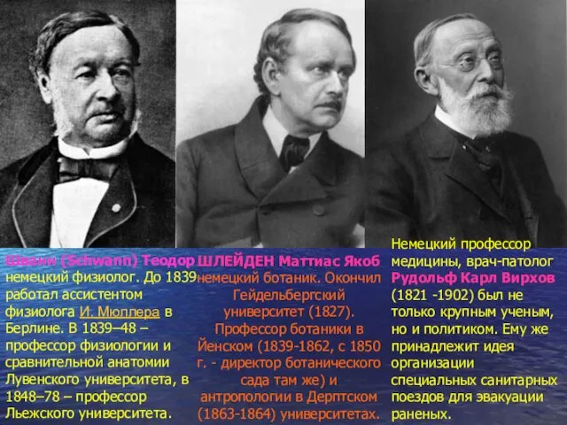 Шванн (Schwann) Теодор немецкий физиолог. До 1839 работал ассистентом физиолога И.