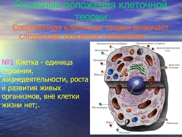 Основные положения клеточной теории Современная клеточная теория включает следующие основные положения: