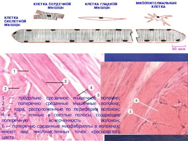 1 — продольно срезанное мышечное волокно; 2 — поперечно срезанные мышечные