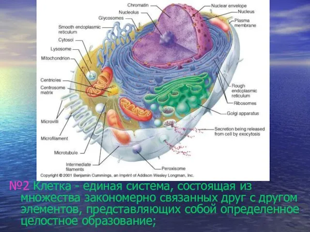 №2 Клетка - единая система, состоящая из множества закономерно связанных друг